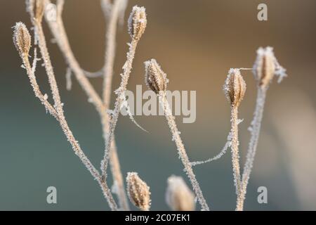 Nahaufnahme von gefrorenen Knospen im Winter, bedeckt von wunderbaren Eiskristallen Stockfoto