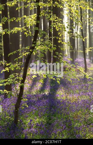 Sonnenschein im Frühlingswald mit Hyazinthen Blumen Stockfoto