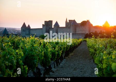 Weinberg in der Nähe von La cité von Carcassonne , Departement Aude, Occitanie, Frankreich Stockfoto