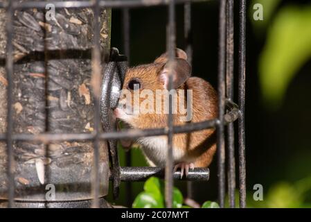 Maus Stehlen Von Vogel Feeder Stockfoto