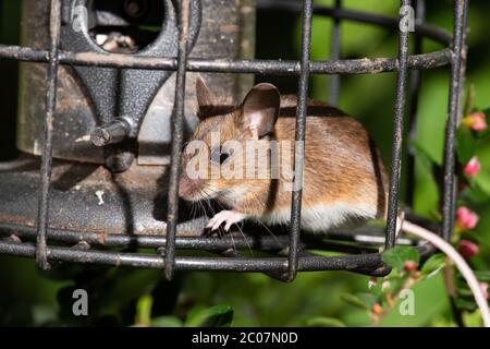 Maus Stehlen Von Vogel Feeder Stockfoto