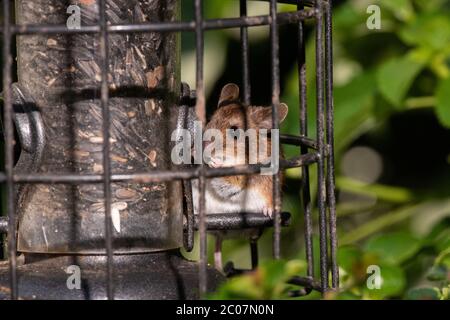 Maus Stehlen Von Vogel Feeder Stockfoto