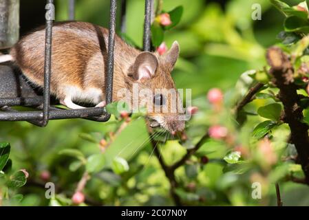 Maus Stehlen Von Vogel Feeder Stockfoto