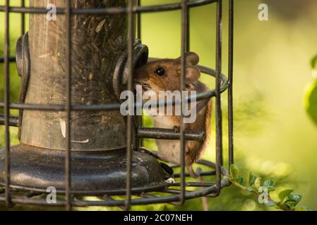 Maus Stehlen Von Vogel Feeder Stockfoto