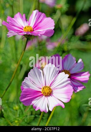 Blühende cosmea, Cosmos bipinnatus, im Garten Stockfoto