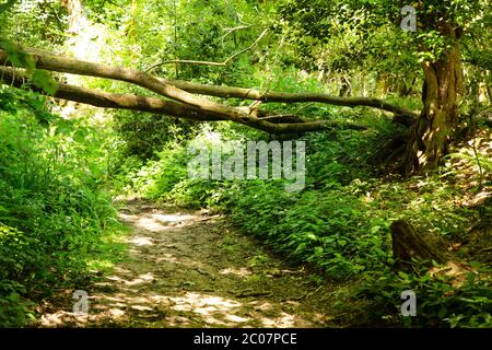 Sonnenlicht kommt durch die Bäume in einem Waldweg mit einem gefallenen Baum blockiert den Weg Stockfoto