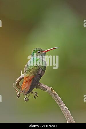 Rotschwanzhummingvogel (Amazilia tzacati tzacati) Erwachsener auf dem Ast Lake Yojoa, Honduras Februar 2016 Stockfoto