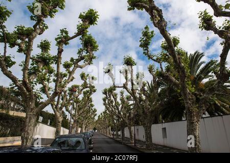 Baumallee in Ponta Delgada, Sao Miguel Island, Azoren, Portugal Stockfoto