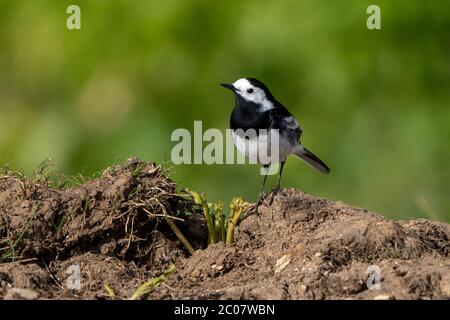 Rüden-Pied-Waggtail-Motacilla alba. Feder. Stockfoto