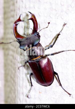 Hirschkäfer (Lucanus cervius). Einer der größten Käfer der Welt. Größe kann 4-5 Zoll erreichen. Diese Käferart ist in vielen gesetzlich geschützt Stockfoto