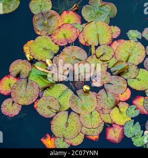 Seerosen in einem Teich. Stockfoto
