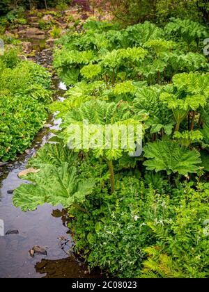 Gunnera manicata, auch bekannt als Riese Rhabarber wächst neben einem Bach in einem britischen Garten. Stockfoto