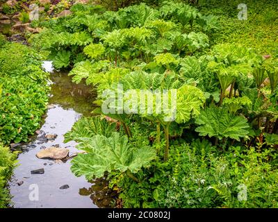 Gunnera manicata, auch bekannt als Riese Rhabarber wächst neben einem Bach in einem britischen Garten. Stockfoto