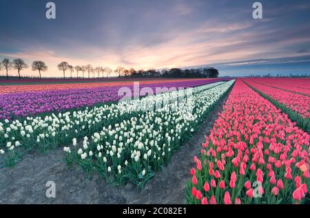 sonnenaufgang über buntem Tulpenfeld Stockfoto