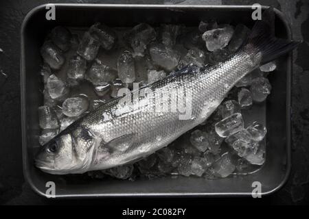 Ein Bass, Dicentrarchus labrax, das wurde in der Nacht Strand Angeln mit Rute und Linie gefangen. Auf einem dunklen Schieferhintergrund mit Eis angezeigt. Dorset England Stockfoto