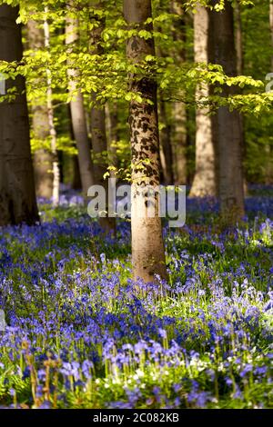 Blühende Bluebellen im Frühlingswald Stockfoto