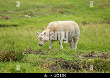 Ein Schaf, das auf einem grünen Grasfeld, Shetland Islands, Schottland, grast und steht. Stockfoto