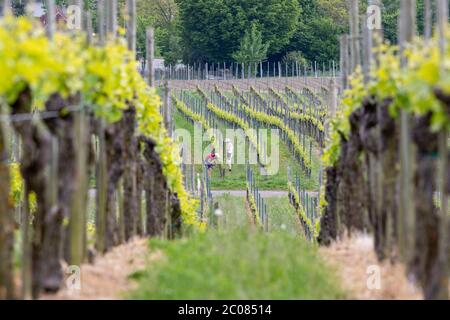 Weinanbau in der Erziehungshase. Hagnau, 08.05.2020 Stockfoto