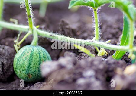 Bio-Wassermelone wächst auf dem Feld auf Öko-Farm. Nahaufnahme von wachsenden kleinen grün gestreiften Wassermelone in der Hand des Bauern. Binden Sie die Früchte einer frühen Wassermelone im Frühjahr im Garten Stockfoto