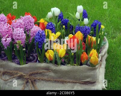 Blumen im Frühling Stockfoto