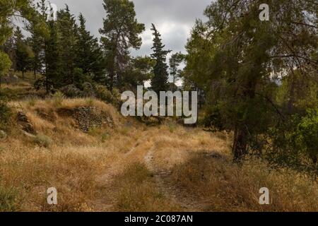 Ein Hund auf einem Waldweg in den Judäa Bergen bei Jerusalem, Israel, blockiert von einem umgestürzten Baum. Stockfoto