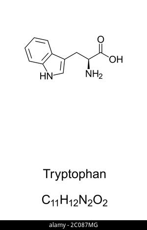 Tryptophan, Skelettformel und Struktur. L-Tryptophan, eine essentielle Aminosäure, die in der Biosynthese von Proteinen verwendet wird. Serotonin und Melatonin Vorläufer. Stockfoto