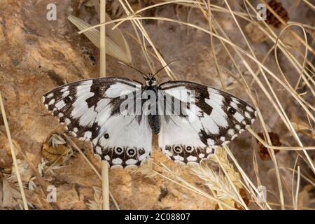 Makroaufnahme eines levantinischen marmorierten weißen Schmetterlings, fotografiert in der Nähe von Jerusalem, Israel Stockfoto