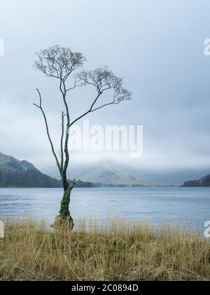 Gebrochener Baum am Ufer von Buttemere, Lake District, Cumbria, England, Großbritannien Stockfoto