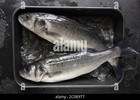 Zwei Bass, Dicentrarchus labrax, die in der Nacht Strand Angeln mit Rute und Linie gefangen wurden. Auf einem dunklen Schieferhintergrund mit Eis angezeigt. Dorset Engha Stockfoto