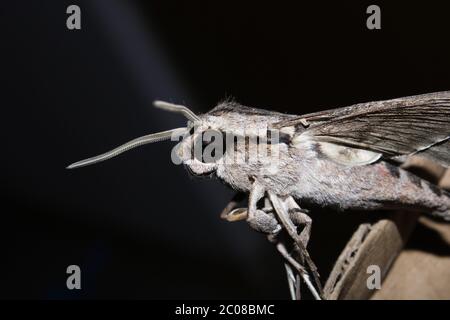 Schmetterling Stockfoto