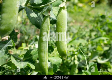 Selektive Konzentration auf frische hellgrüne Erbsenschoten auf einer Erbsenpflanze in einem Garten mit verschwommenem Hintergrund. Stockfoto