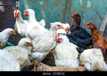Eine Herde Hühner durchstreifen frei in einem Garten Stockfoto