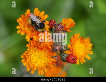 Hummel auf einer Blüte Stockfoto