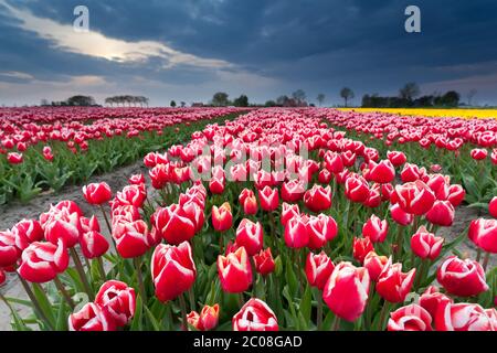 Schönes rotes Tulpenfeld im Frühling Stockfoto