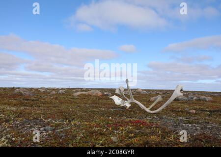 Karibusgeweihe mit partiellem Schädel, gefunden auf der arktischen Tundra im Herbst mit roten Pflanzen, nahe Arviat, Nunavut Stockfoto