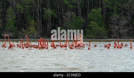 Eine Herde amerikanischer Flamingos (Phoenicopterus ruber) in der Vermehrungszeit mit einem Mangrovenwald, Celestun Biosphere Reserve, Yucatan, Mexiko. Stockfoto