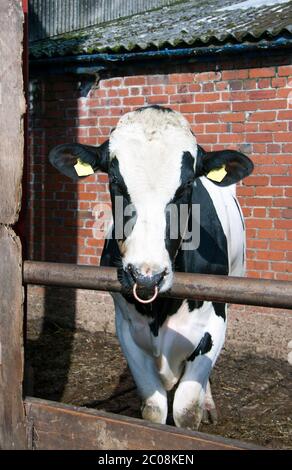 Stier auf dem Bauernhof mit einem Ring durch die Nase Stockfoto