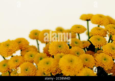 Lebhaft gelbe Blumenstrauß in Nahaufnahme Stockfoto