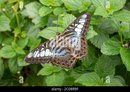 Ein Schmetterling der Blauen Klipperin (Parthenos sylvia), geboren in Südost-Asis im Schmetterlingshaus, ZSL Whipsnade Zoo, Whipsnade, in der Nähe von Dunstable, England. Stockfoto