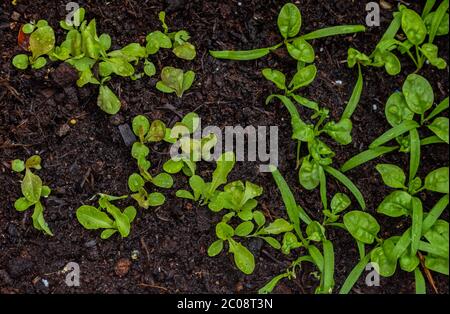 Spinat und Salat Sämlinge zusammen gepflanzt. Stockfoto