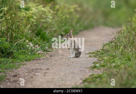 Wildes, einheimisch-junges Kaninchen (Oryctolagus cuniculus) saß auf einem Feldweg und wacher Gefahr an einem Sommertag in North Yorkshire, England, Großbritannien. Stockfoto