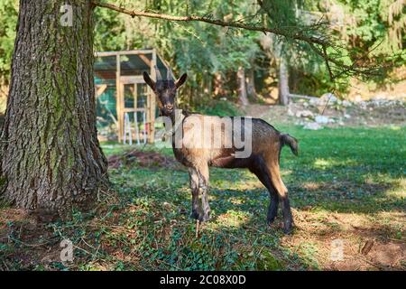 Neugierig glücklich Ziege grasen auf einem grünen Rasen.Portrait einer lustigen Ziege, Bauernhof Tier. Sonniger Sommertag Stockfoto