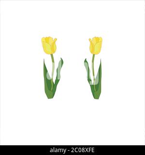 Gelbe Tulpe Blume Vektor-Illustration Stock Vektor