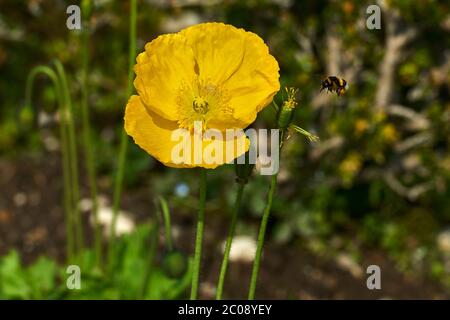 Nahaufnahme des gelben kalifornischen Poppy Stockfoto
