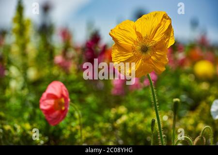 Nahaufnahme des gelben kalifornischen Poppy Stockfoto