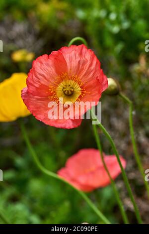 Roter Mohn auf grünem Unkräuter Feld. Nahaufnahme Mohnkopf. Roter Mohn. Papaver-Rhoeas Stockfoto