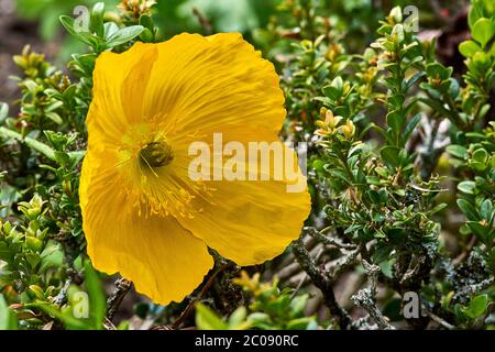 Nahaufnahme eines gelben Welsh Mohn (Meconopsis cambrica) in der Natur Stockfoto