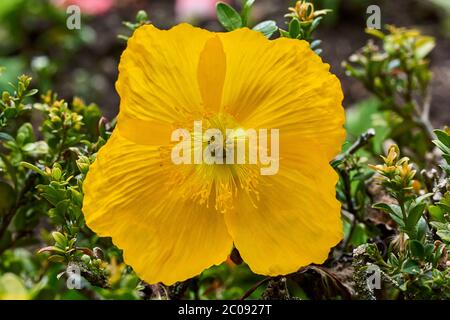 Nahaufnahme eines gelben Welsh Mohn (Meconopsis cambrica) in der Natur Stockfoto