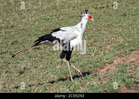 Sekretärin Vogel zu Fuß, großer Greifvogel, Schütze serpentarius, lange Beine, 4 Fuß hoch, bewegend, schwarz, weiß, grau, kleine Wolke, Hakenschnabel, lo Stockfoto