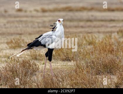 Sekretärin Vogel zu Fuß, großer Greifvogel, Schütze serpentarius, lange Beine, 4 Fuß hoch, schwarz, weiß, grau, kleine Wolke, Hakenschnabel, langer Schwanz Stockfoto